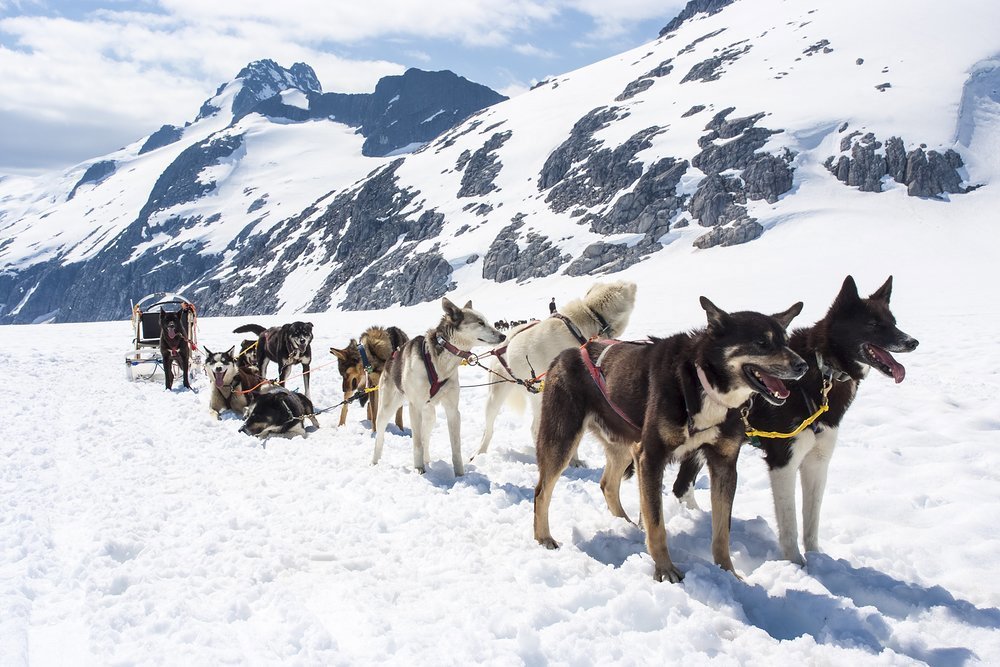 Head ashore for a dog-sled ride through the crisp snow