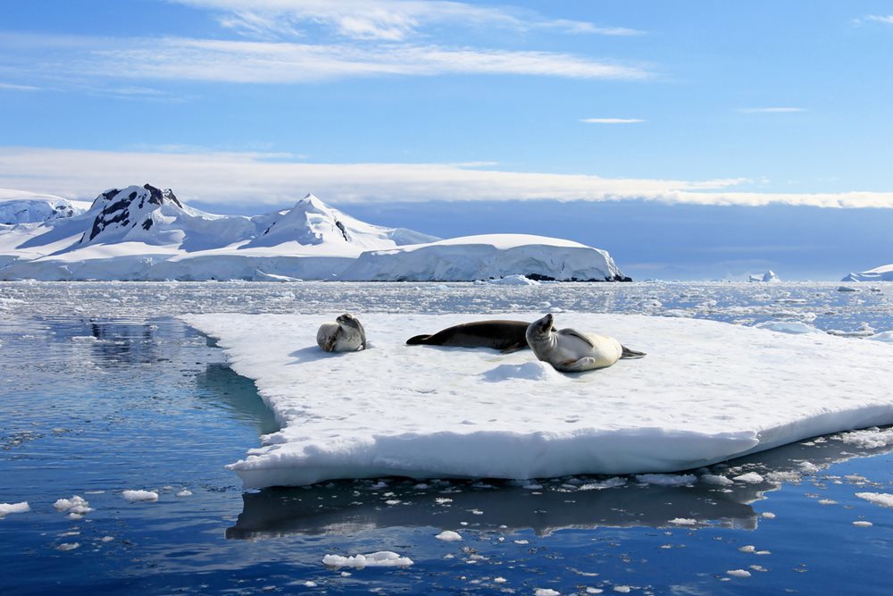 Crabeater Seals are a common sight to those who pass through The Gullet