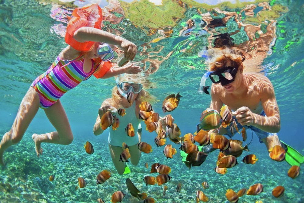 Explore beneath the surface and discover the colourful sea life