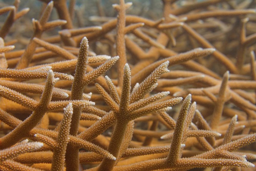 The Elkhorn and Staghorn corals that form the barrier are endangered in the Caribbean, and are considered to be important reef-builders in the region