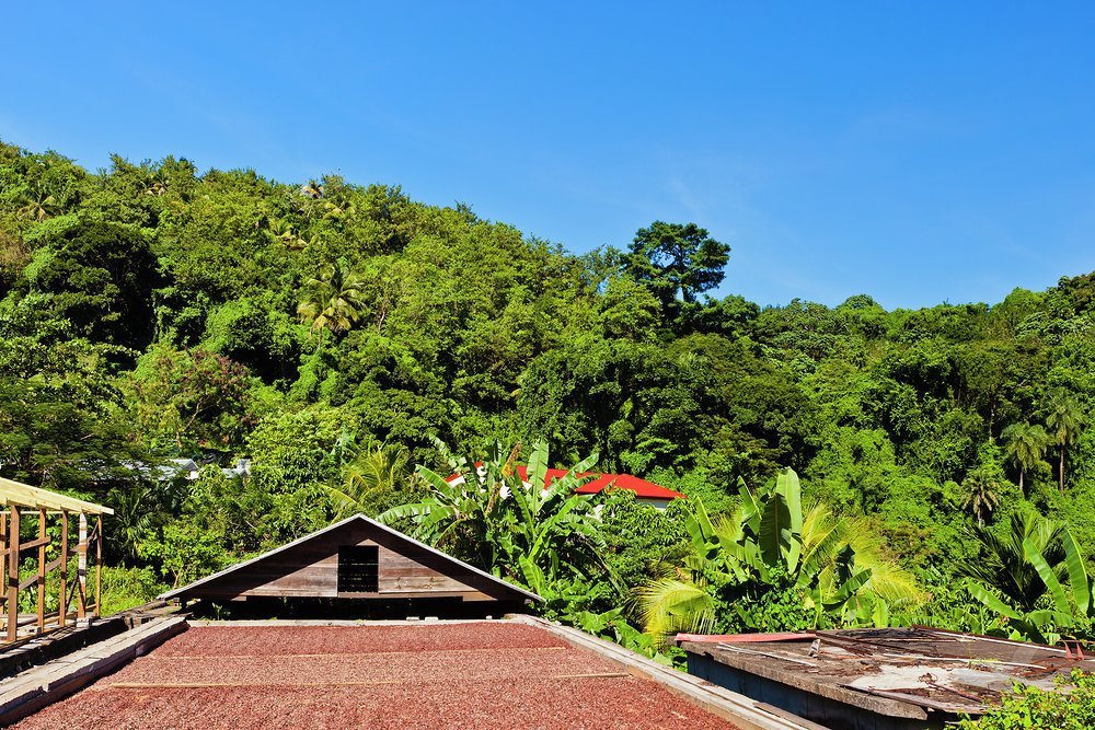 Belmont Estate used to grow coffee when founded by the French in the 1600s. Today cocoa is the main product