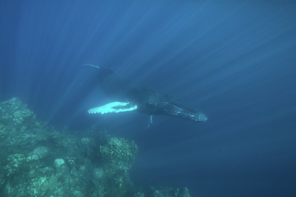 December also means you may see humpback whales migrating south from the chilly north Atlantic to give birth