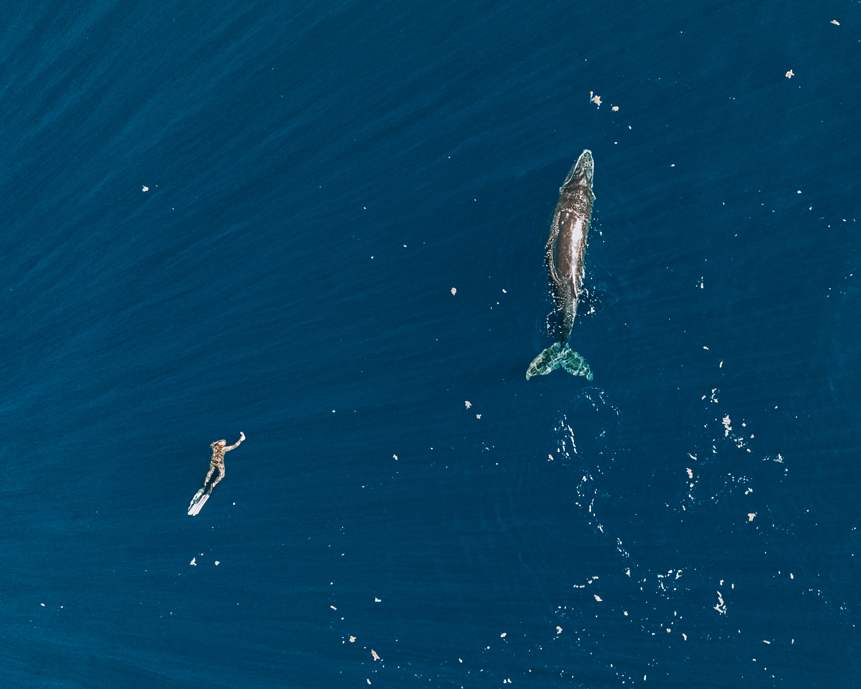Moorea whale diving