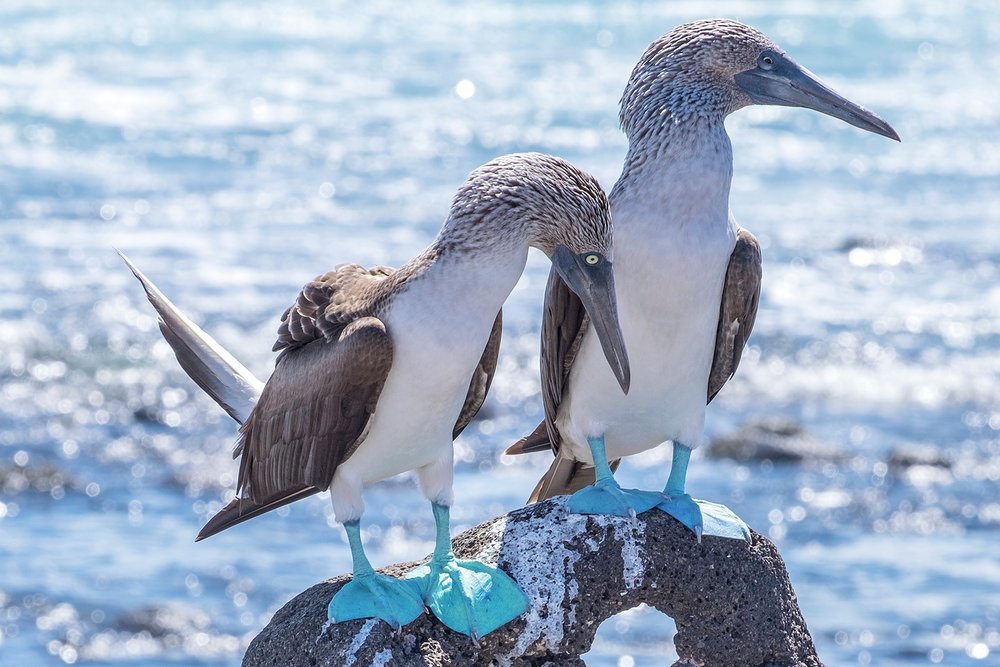 The feet of these beautiful birds turn a lovely blue when they mature