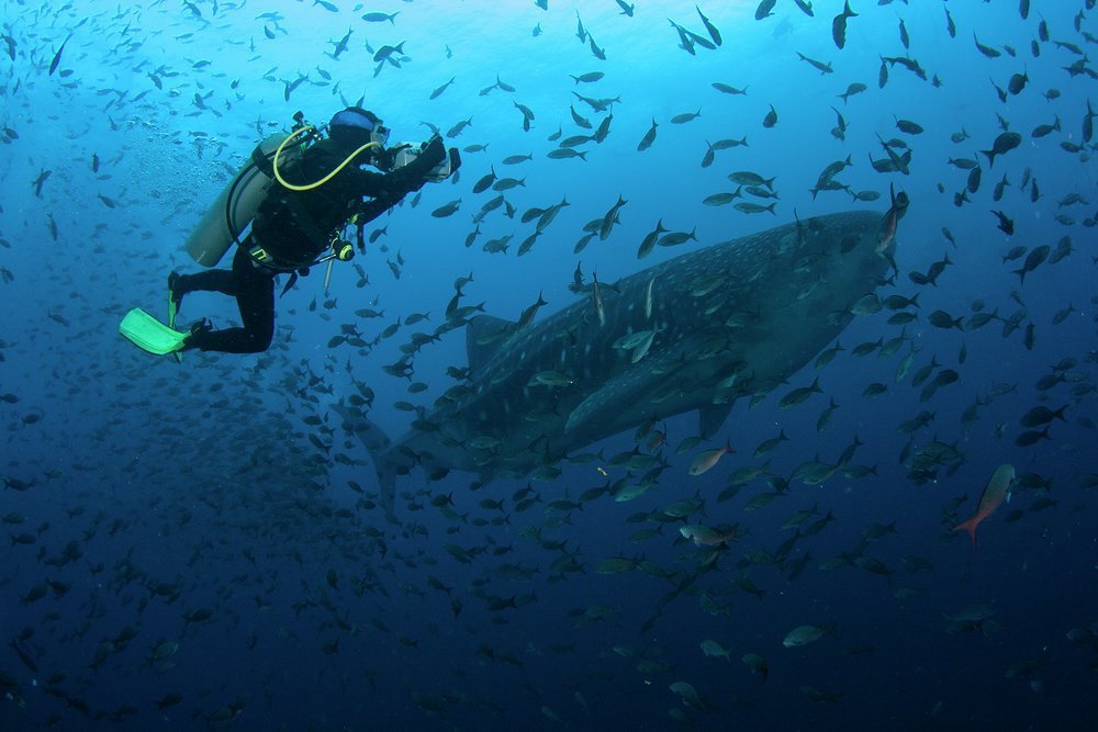 Swimming with a whale shark, the world's largest fish, is an unforgettable experience