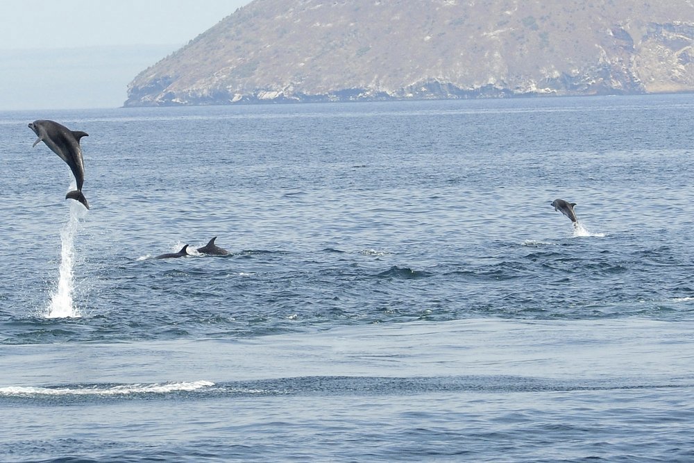 The waters around Wolf Island teem with marine life