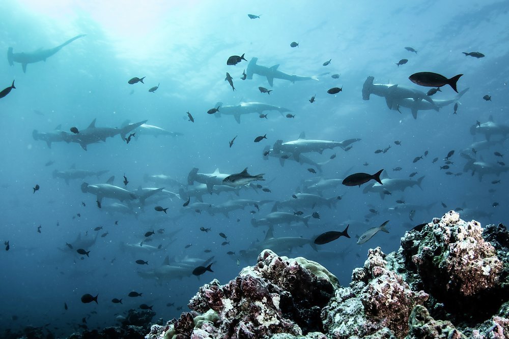 Hammerhead sharks frequently make an appearance but they're most abundant in January