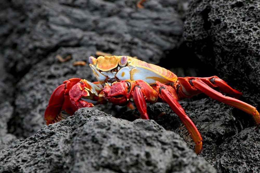 They may be small creatures but their vibrant colour allows them to be seen