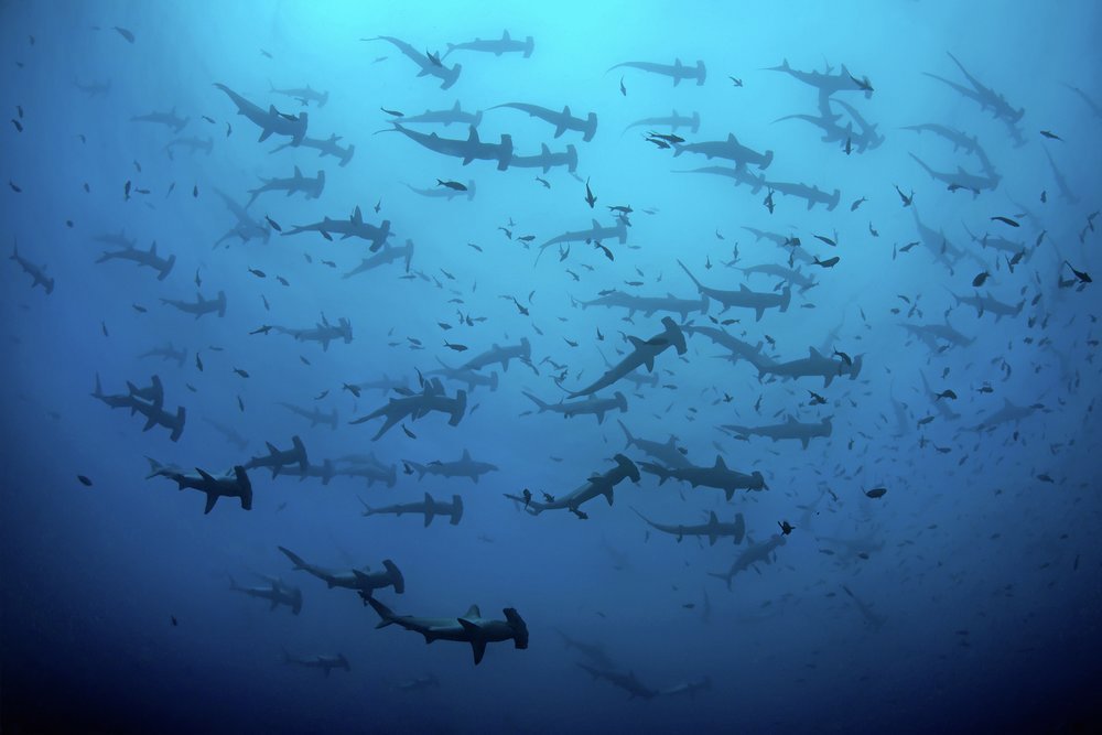 Swimming with hammerheads is a highlight of any diver's log book