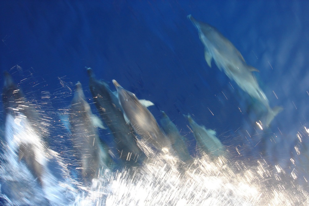 Unforgettable - when you first see dolphins playing in the bow wake of your yacht, it's special