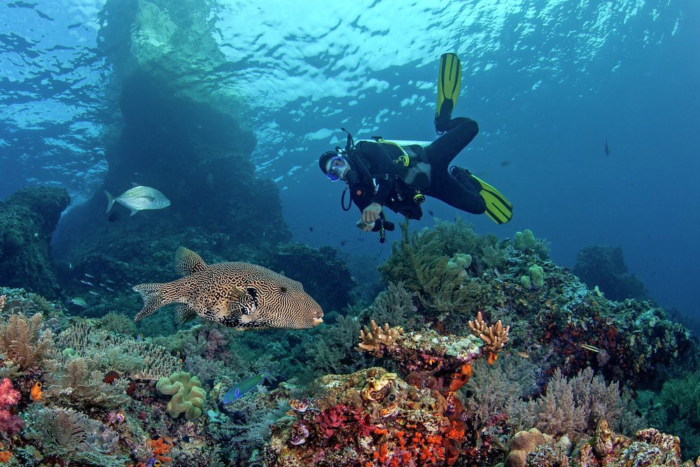 The diving in Indonesia is world class as the heath and diversity of its marine life is so rich