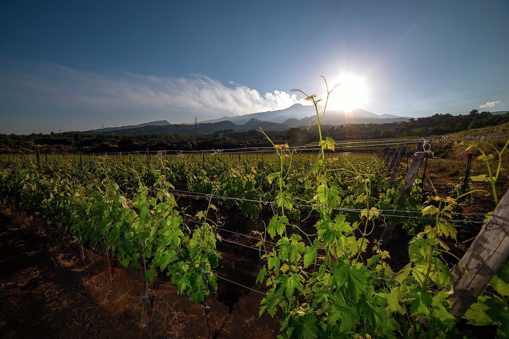 The Mediterranean sun and volcanic soil of Sicily makes for some outstanding wines
