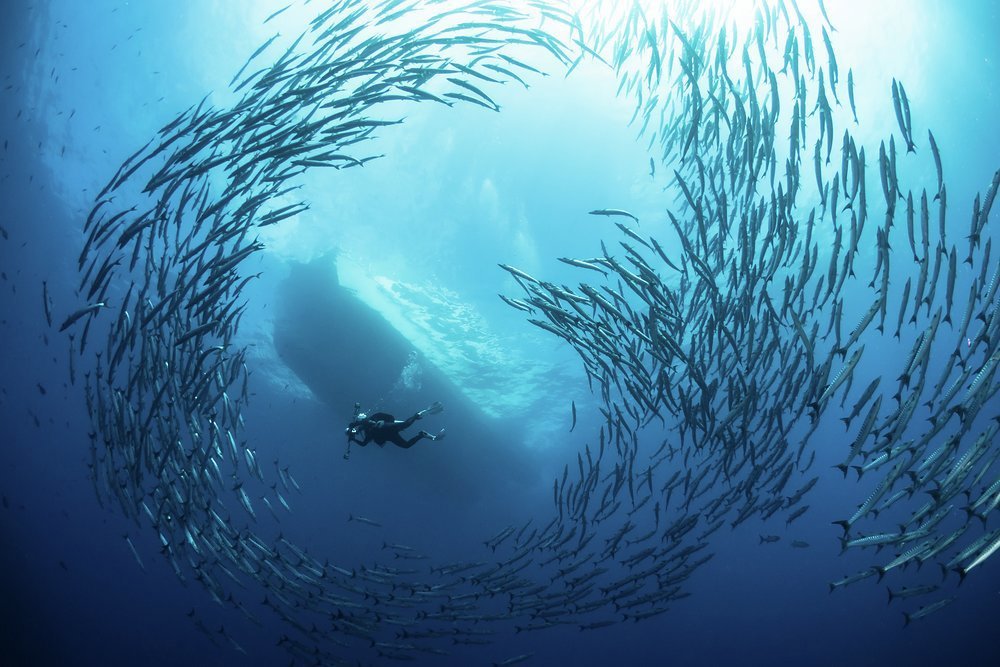Like Indonesia, Malaysia has some awesome diving. You too could find yourself swimming with shoaling barracuda