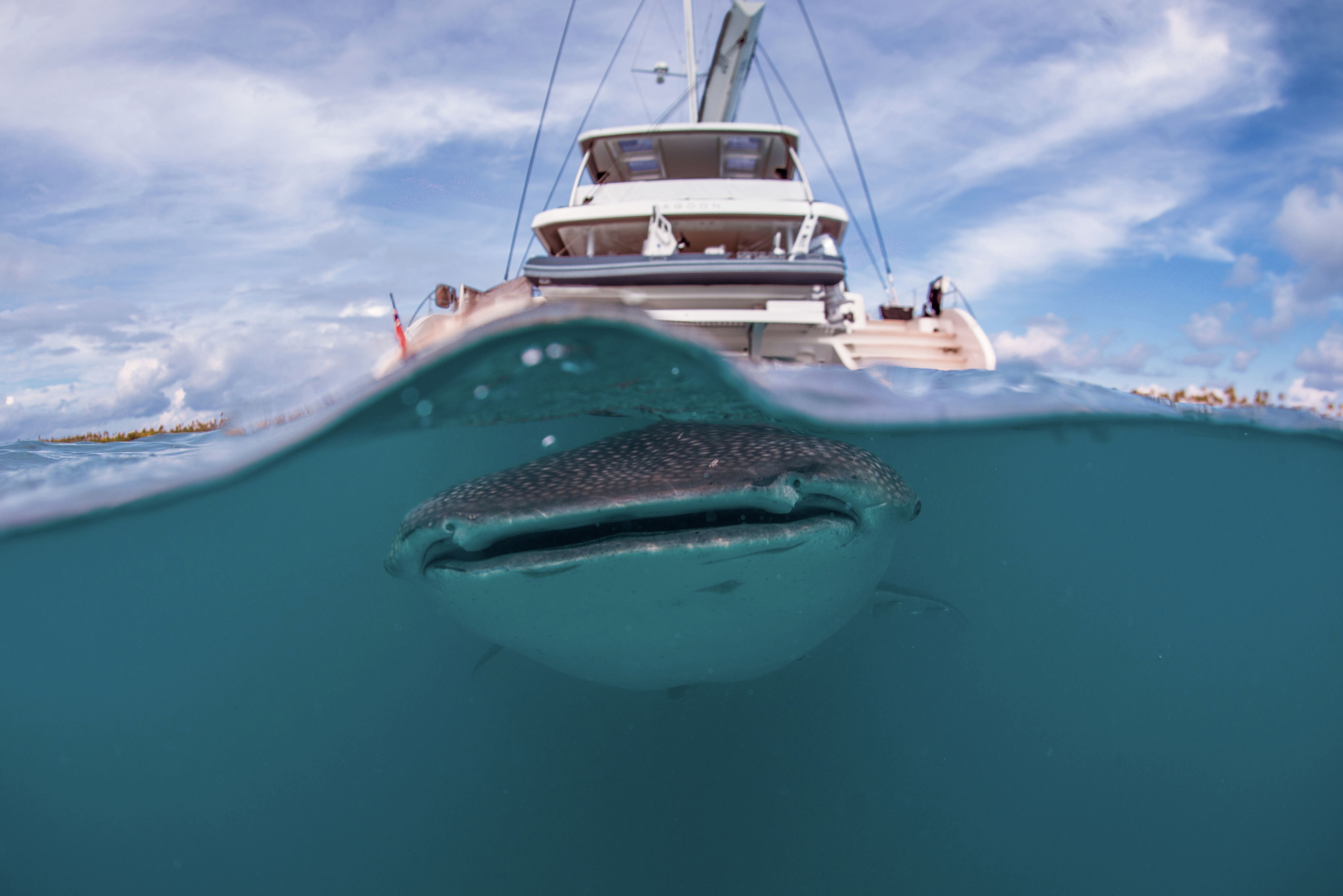 Stern to Whale Shark - CJ Coetzee, 2022 entrant