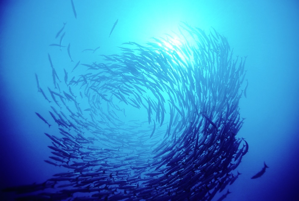 Australia's fish-rich waters are legendary