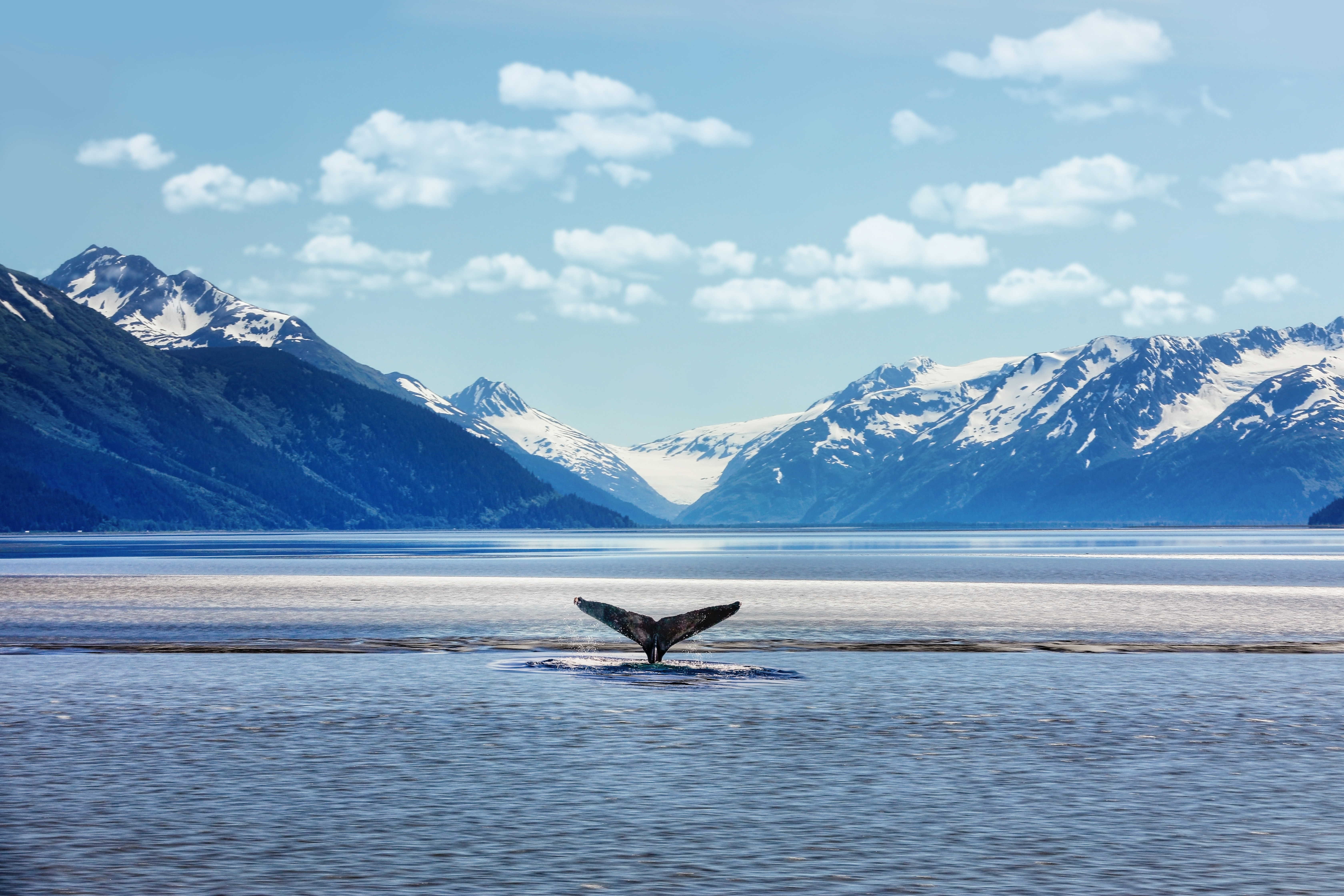 Alaska whale