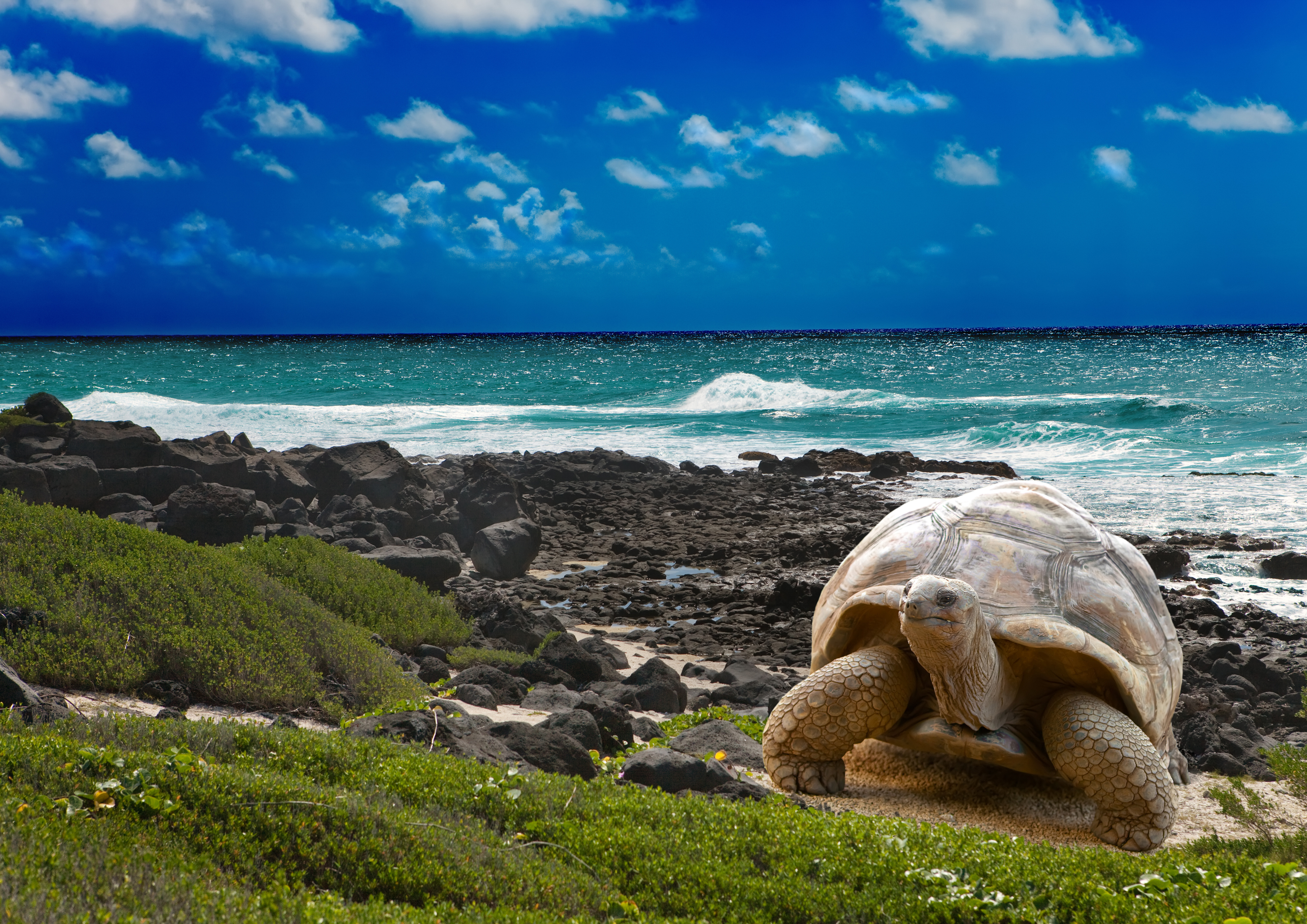 Galapagos giant tortoise