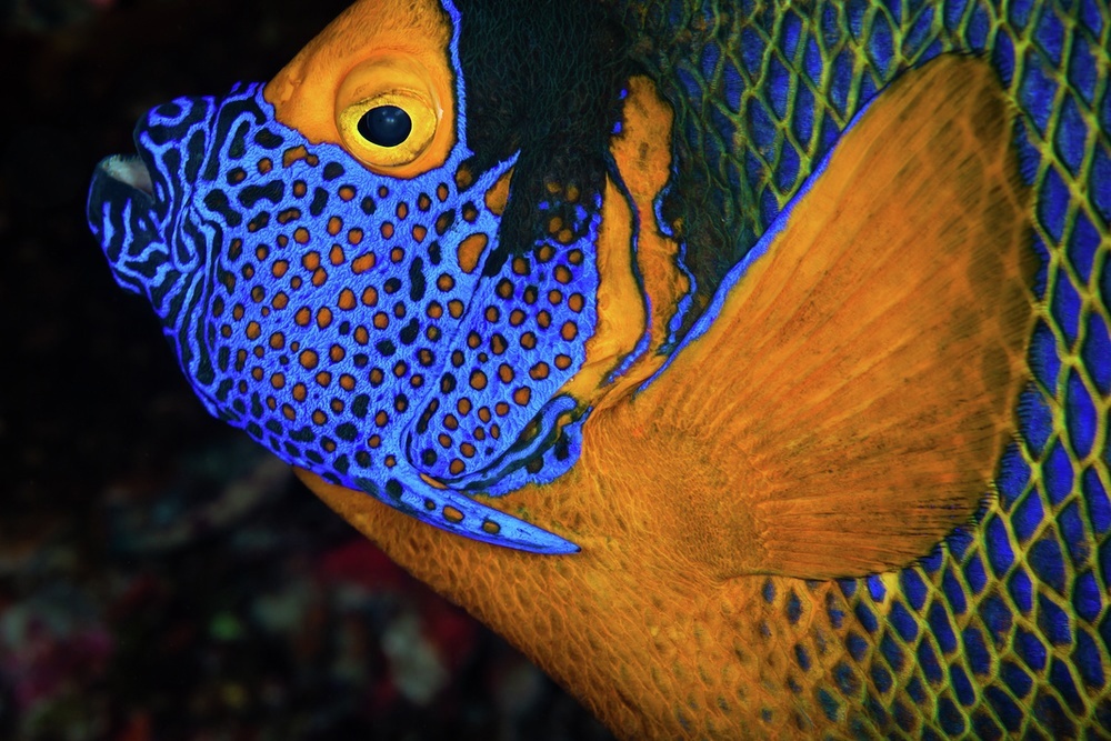 Dive with a blue-light torch to see another dimension 