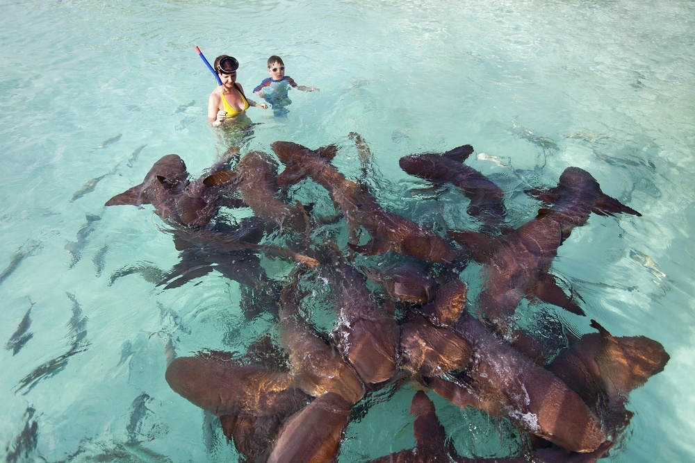 Vaavu Atoll is the spot to find nurse sharks