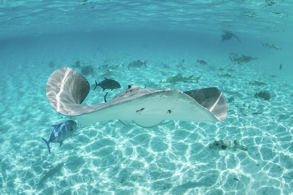 Swim with the rays, it's an unforgettable experience