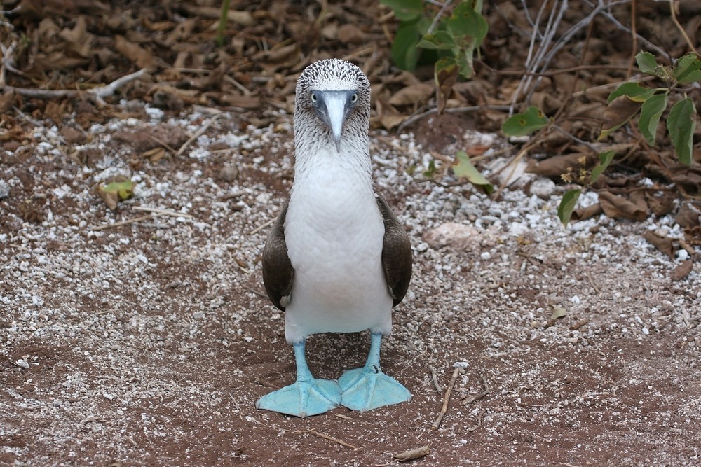 A Blue-footed Booby shows off his funky footwear