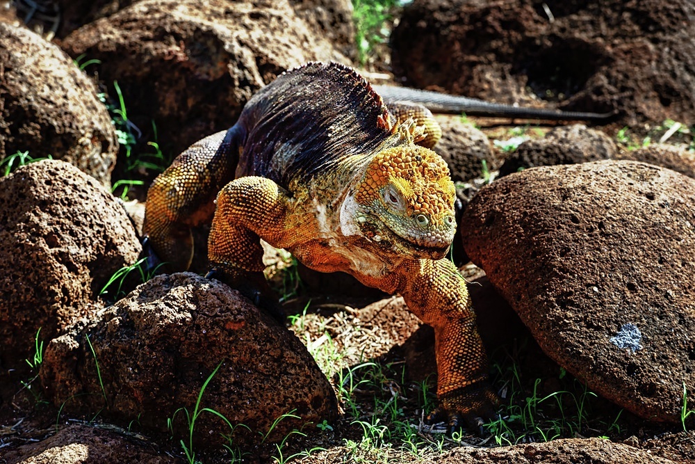Don't go home without seeing the Marine Iguana