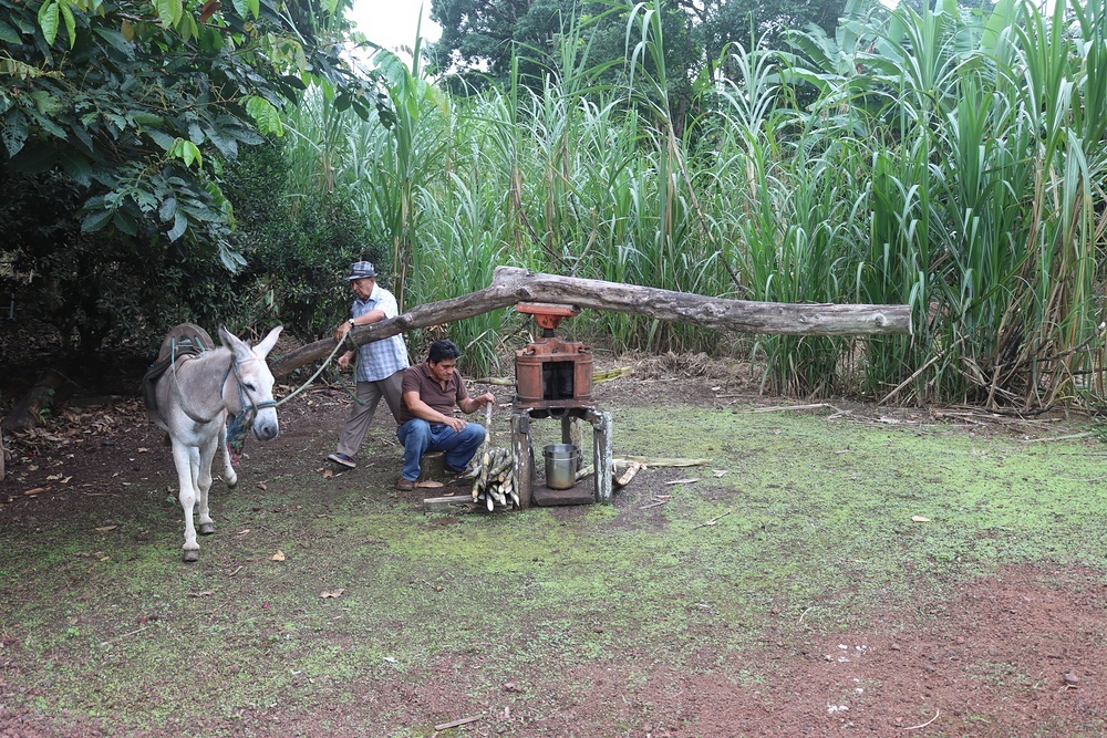 Farmers use tried and tested tools to harvest and crush sugar cane!