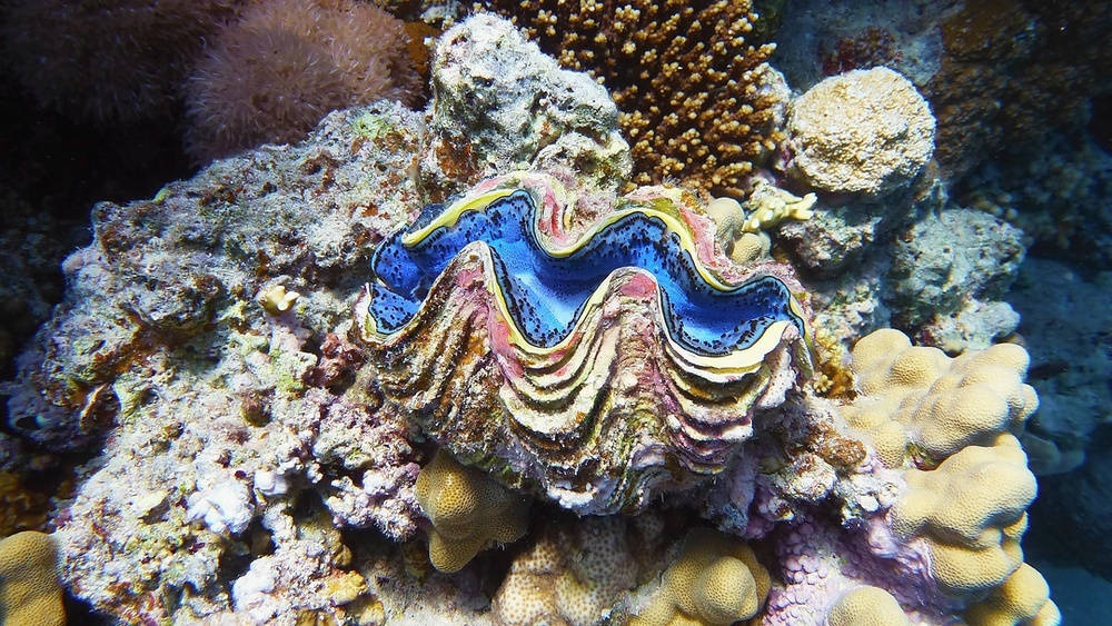 Find some of the best diving in the world