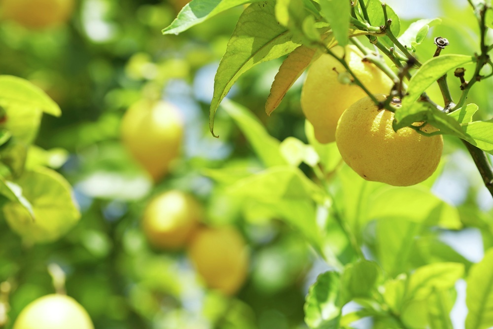 Catch the scent of lemon groves on the breeze