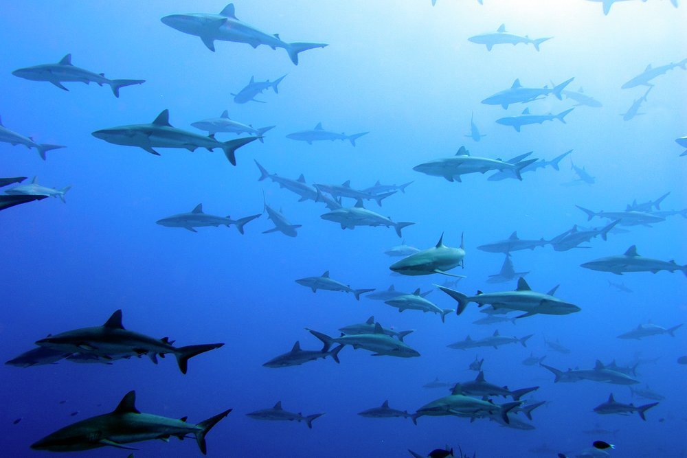 Black-tipped reef sharks glide effortlessly through the pass