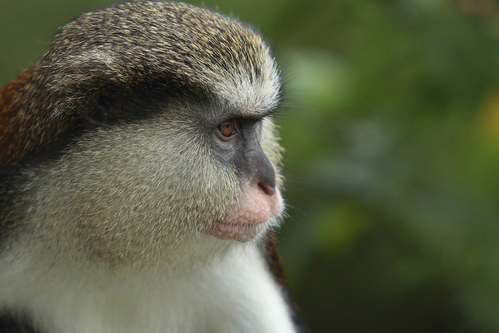 Look out for the Mona monkeys on your rainforest trek