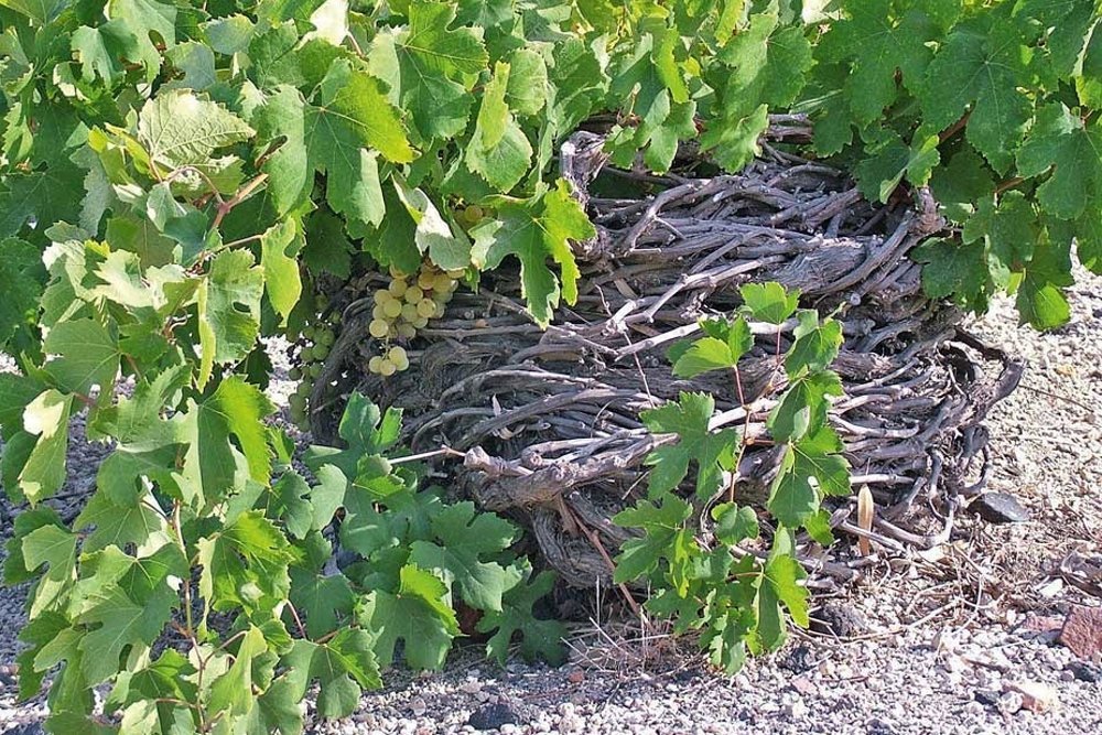 Vineyard in Santorini, Greece