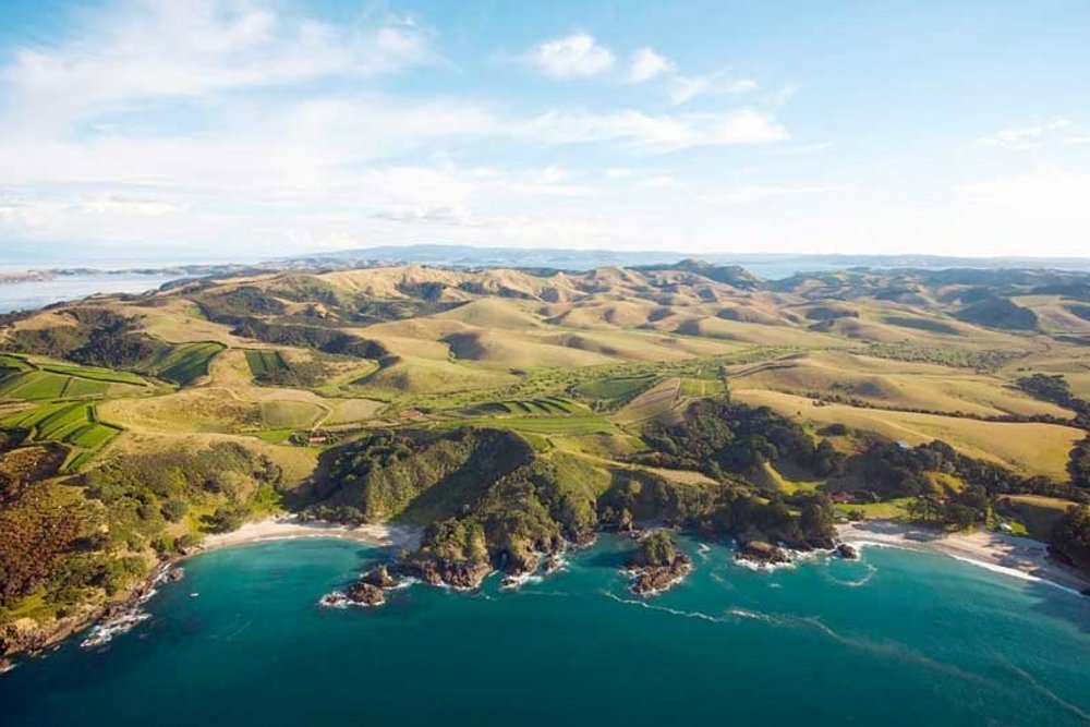 Vineyard in Waiheke, New Zealand
