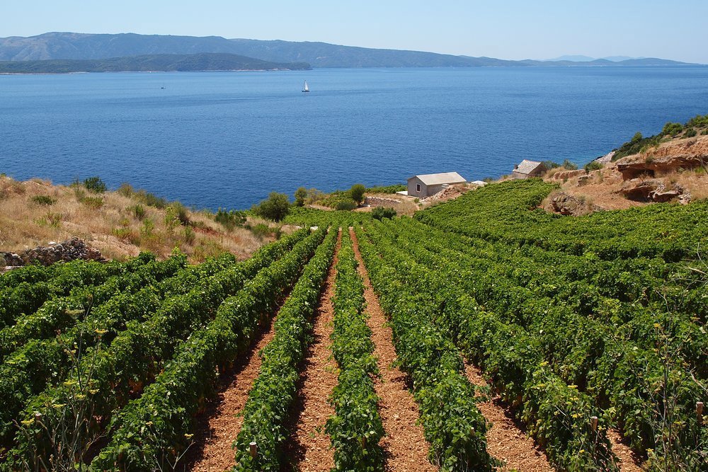 Vineyard in Hvar, Croatia