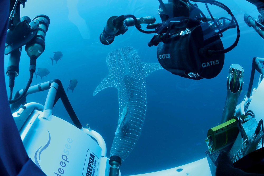 A unique view of the world's largest, and possibly more graceful, fish, the whale shark