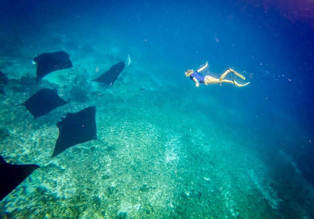 Diving with oceanic mantas is an incredible experience