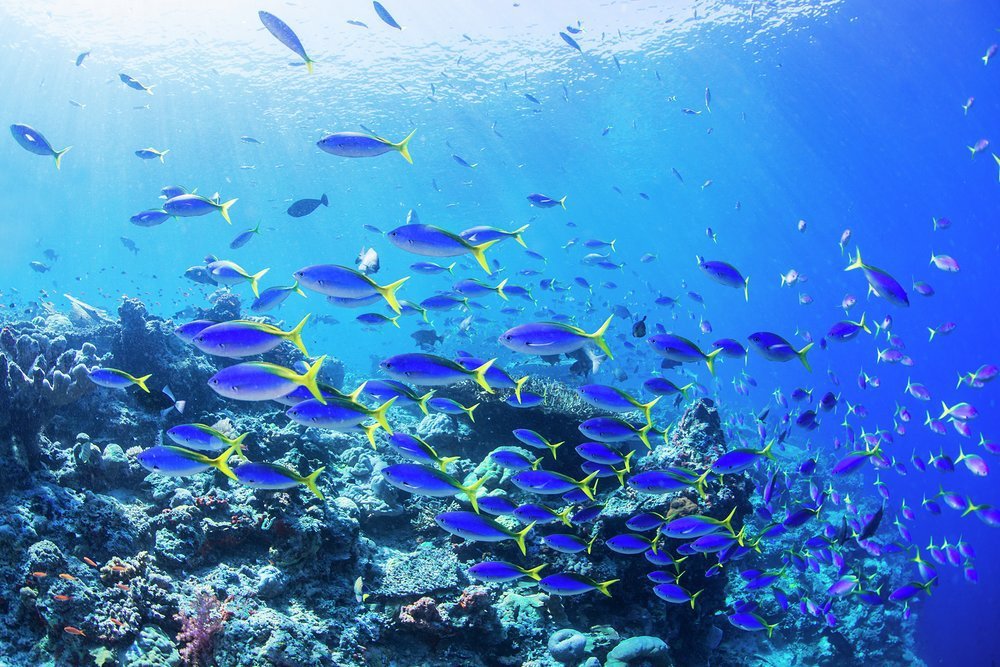 Abundant marine life in Komodo National Park