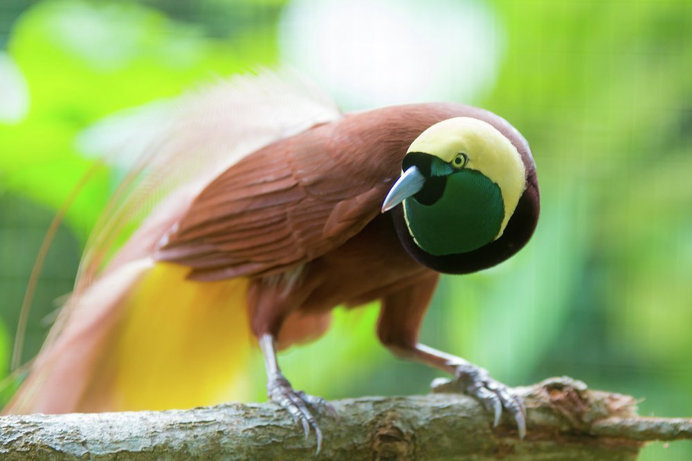 Catch sight of a rare bird of paradise