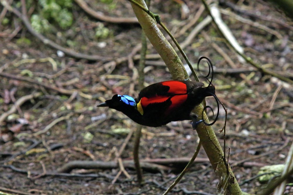 Waigeo Island is home to the rare and beautiful Wilson's bird of paradiseWaigeo Island is home to the rare and beautiful Wilson's bird of paradise