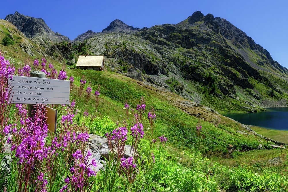 Resilient blooms line your hiking route during the summer months