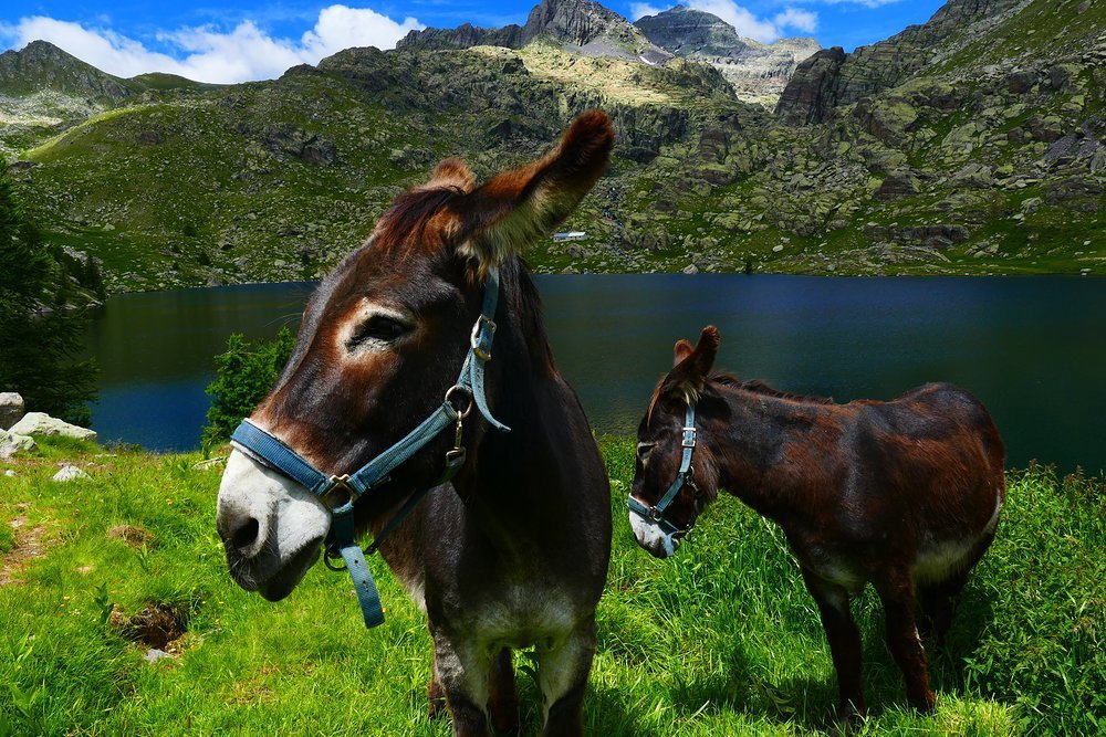 Some more recent residents are well suited to the undulating landscape and lush green meadows