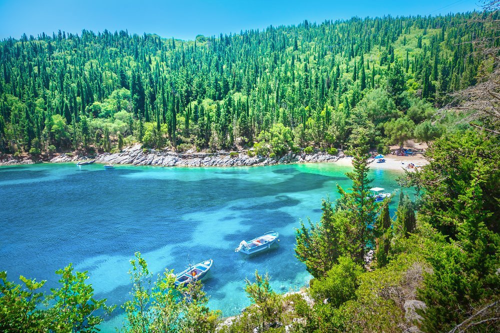 Roam through pine scented forest