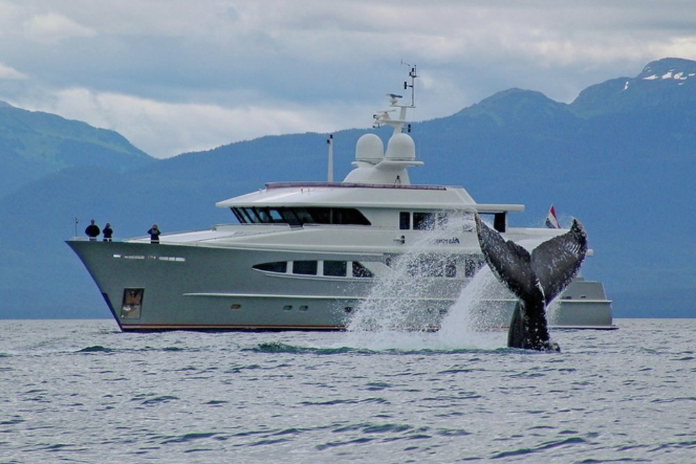 A yacht charter gives you a front-row seat in these giants' natural habitat