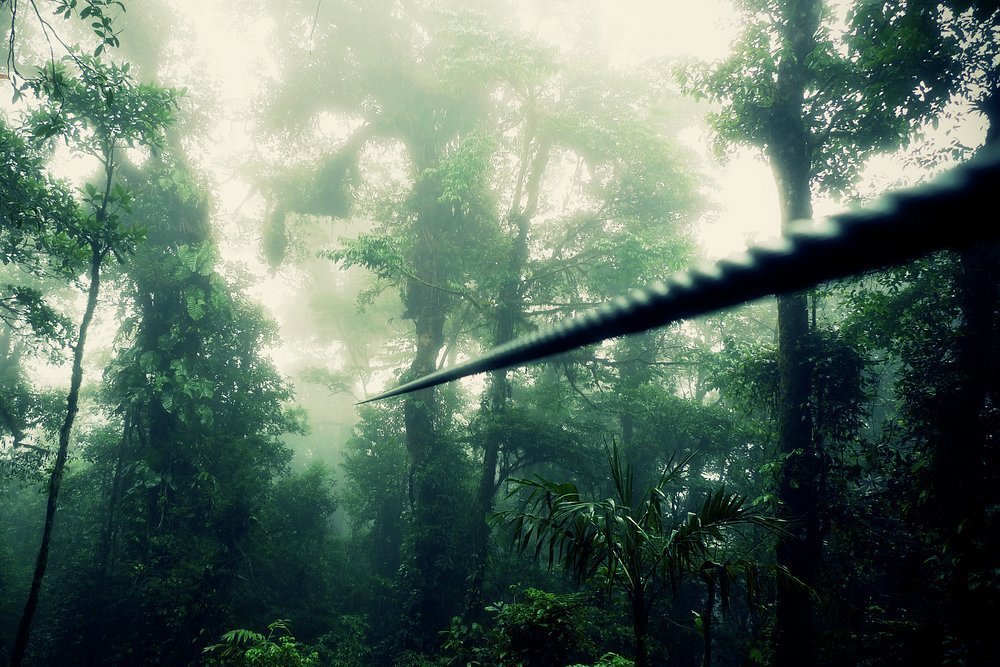 Fly through the canopy like Costa Rica's native macaws on a canopy zipwire