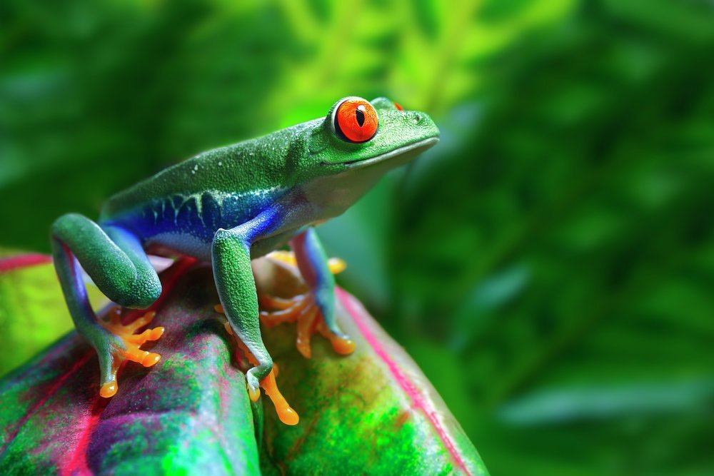 The red-eyed tree frog is just one of the beguiling and colourful species that abound in this country's rainforests