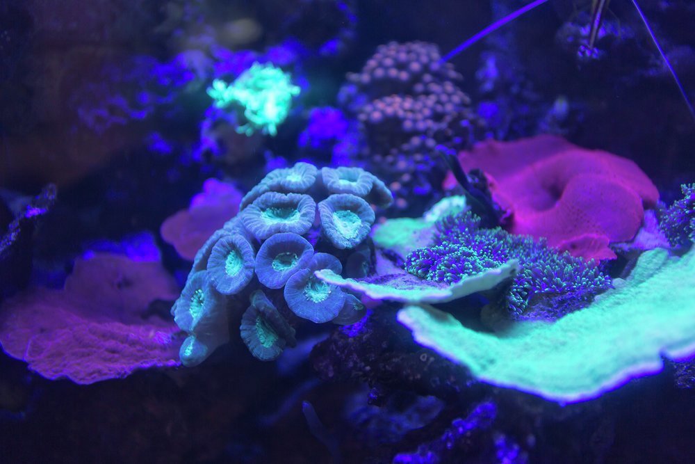 Night dives with torch filters open up a whole new world of colour