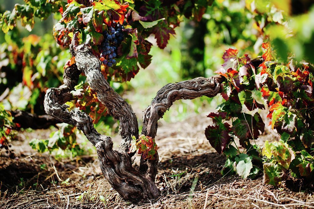 Mature Nerello Mascalese vines
