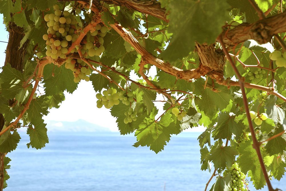 Sicily is ideally suited to wine production