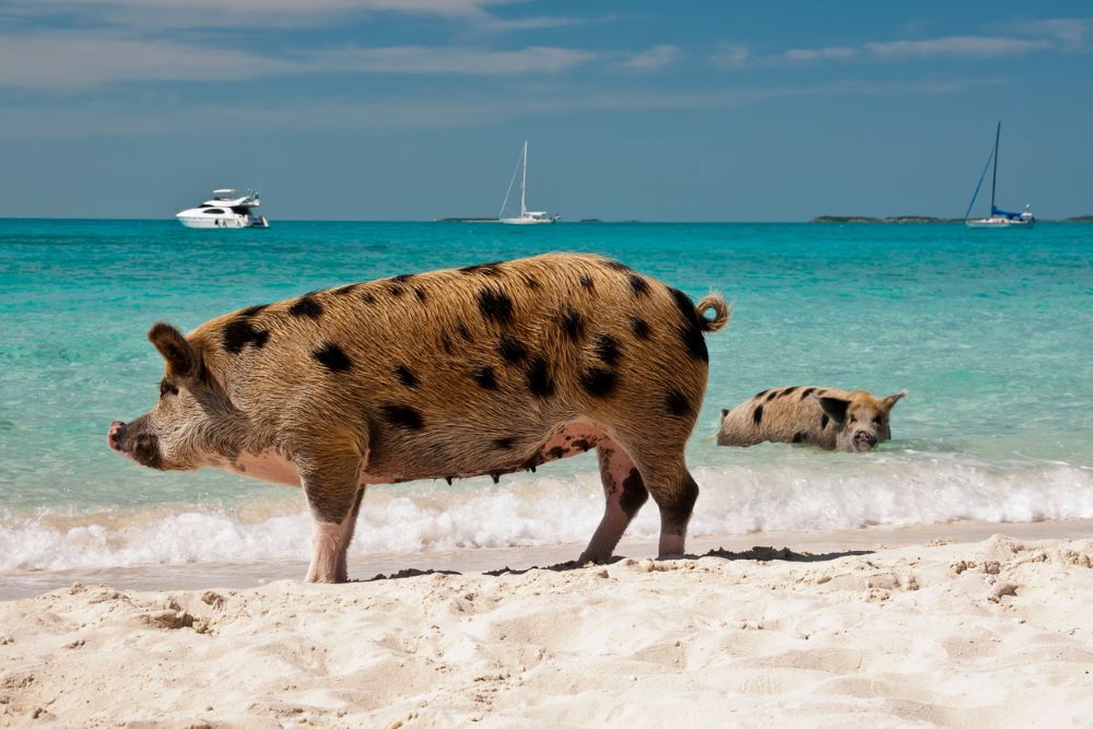 Swimming pigs near Thunderball grotto, Bahamas